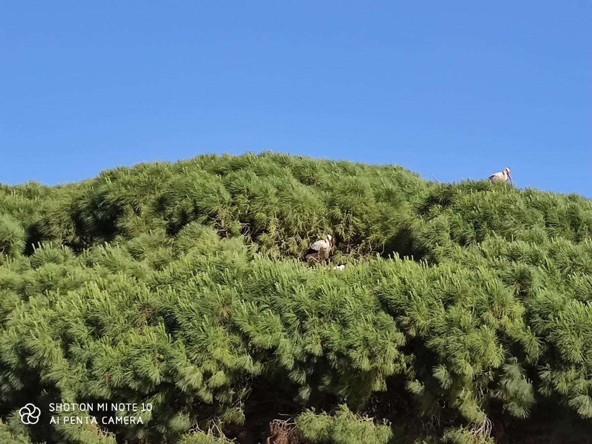 Pueblos Blancos Vejer de la Frontera Εξωτερικό φωτογραφία